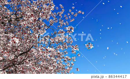 Close up sakura in blossom on blue sky background 86344417