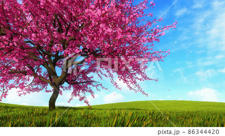 Sakura cherry tree in blossom on green grass field 86344420