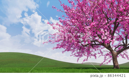 Spring landscape with blooming sakura cherry tree 86344421