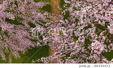 Top view of blooming sakura cherry trees in garden Top view of blooming sakura cherry trees in garden 86344423
