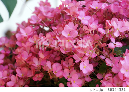 秋に咲きほこったピンクのベゴニアの花 秋に咲きほこったピンクのベゴニアの花 86344521
