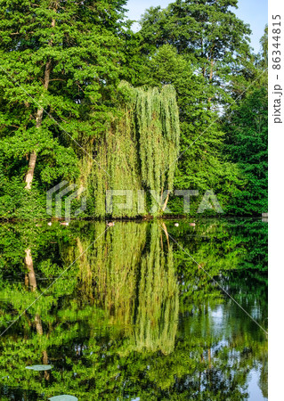 Weeping willow with reflection at a pond Weeping willow with reflection at a pond 86344815