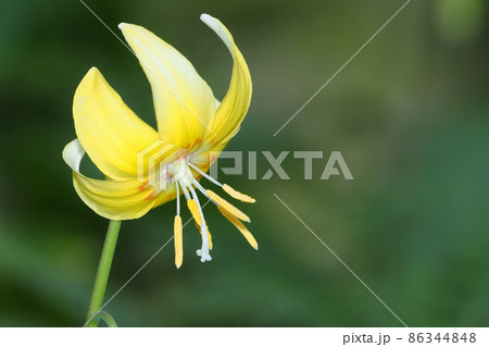 キバナカタクリの花 キバナカタクリの花 86344848