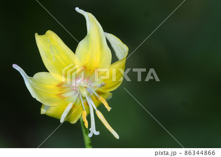 キバナカタクリの花 キバナカタクリの花 86344866
