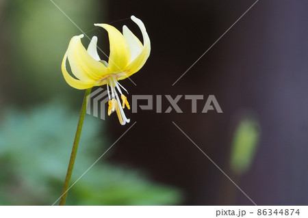 キバナカタクリの花 86344874