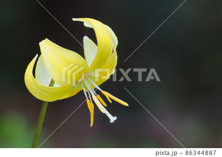 キバナカタクリの花 キバナカタクリの花 86344887