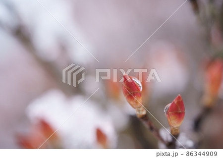 雪の中の木の芽 86344909