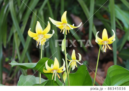 キバナカタクリの花 キバナカタクリの花 86345036