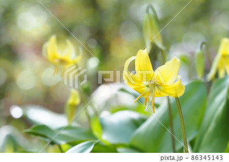キバナカタクリの花 キバナカタクリの花 86345143