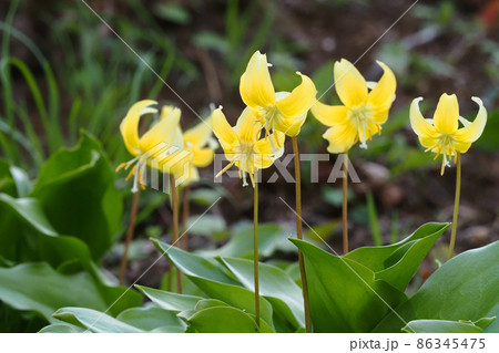 キバナカタクリの花 キバナカタクリの花 86345475
