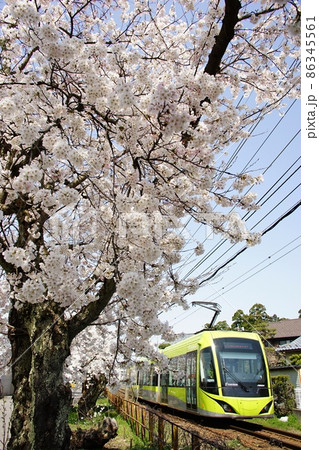 桜咲く福武線を走る福井鉄道F1000形フクラム 86345561