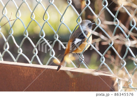 市街地のフェンスにとまるジョウビタキ 86345576