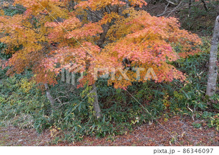 長野山緑地公園 長野山緑地公園 86346097