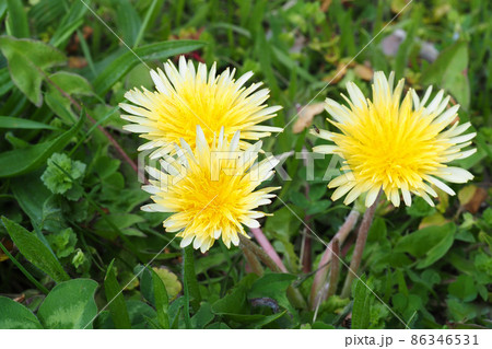 ウスジロカントウタンポポの花 ウスジロカントウタンポポの花 86346531