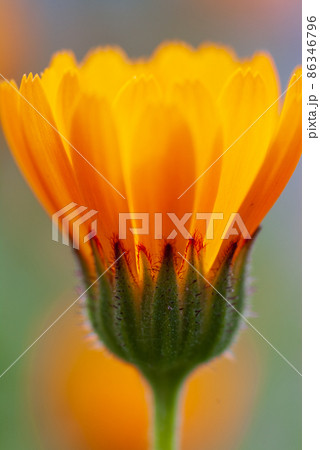 マクロレンズによるフユシラズの接写 86346796