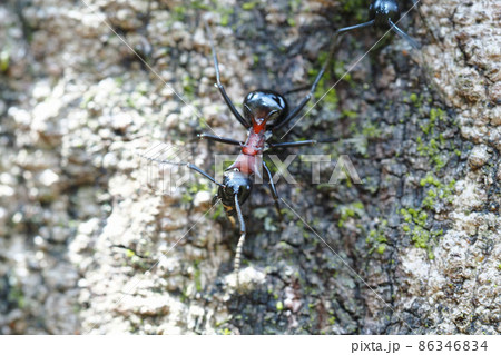 トゲアリ トゲアリ 86346834