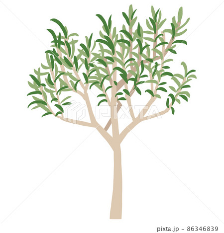 庭木にもぴったりの木 オリーブ ベクターイラスト のイラスト素材