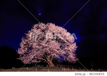 夜桜1 86346850