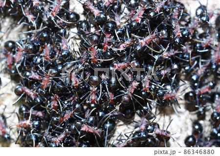 トゲアリ（コロニー） 86346880