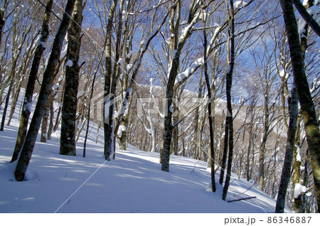 吾妻山雪景色 雑木林 ブナ林 吾妻山雪景色 雑木林 ブナ林 86346887