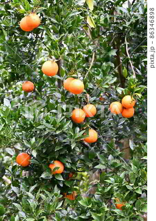 奄美大島で栽培されているタンカンの果実 86346898