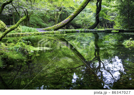 熊本県の名水百選に指定されている幻想的な山吹水源(熊本県阿蘇郡産山村) 熊本県の名水百選に指定されている幻想的な山吹水源(熊本県阿蘇郡産山村) 86347027