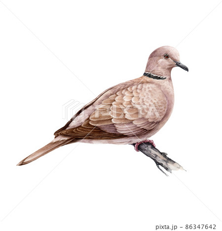 Dove On The Tree Branch Watercolor のイラスト素材