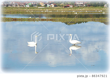 【絵画風】白鳥が冬を暮らす長閑な田園の風景 ... 島根県 安来市（晴れ） 86347921