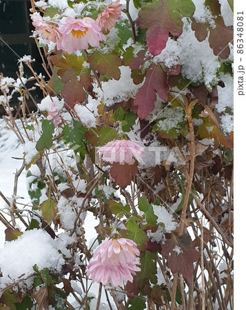 花びら 冬 葉 86348081