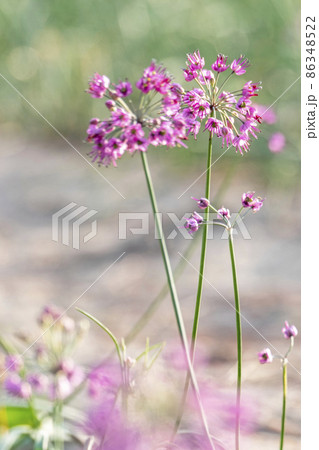 ラッキョウの花　（鳥取県北栄町） 86348522