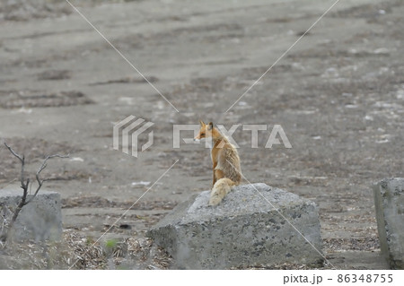 振り向くキタキツネ 振り向くキタキツネ 86348755
