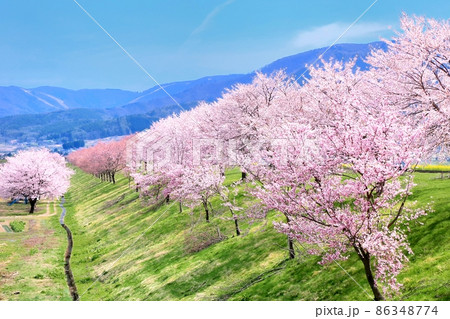 飯山・桜堤み 飯山・桜堤み 86348774
