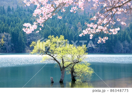 春の北竜湖 春の北竜湖 86348775