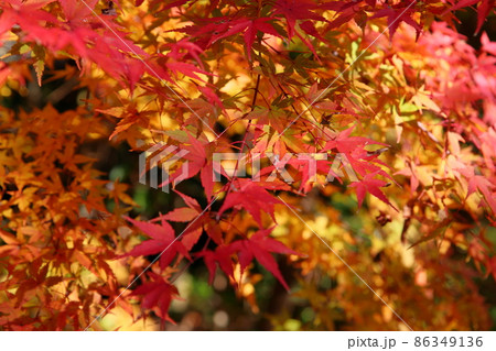 秋の公園　鮮やか紅葉イロハモミジ 86349136