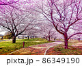 桜と公園 86349190