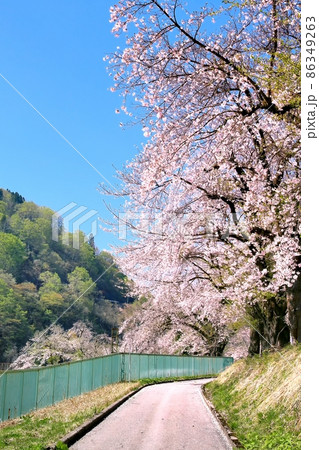 西大滝ダムの桜並木 西大滝ダムの桜並木 86349263