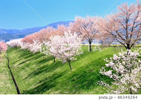 飯山・桜堤み 飯山・桜堤み 86349264