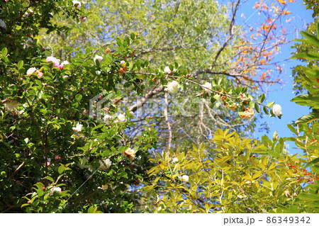 サザンカの花 サザンカの花 86349342