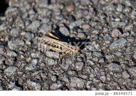 バッタとアスファルト 86349571