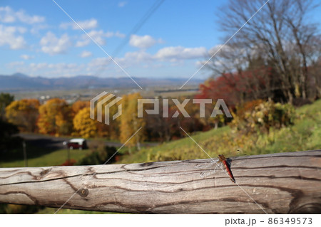 車と赤とんぼ 86349573