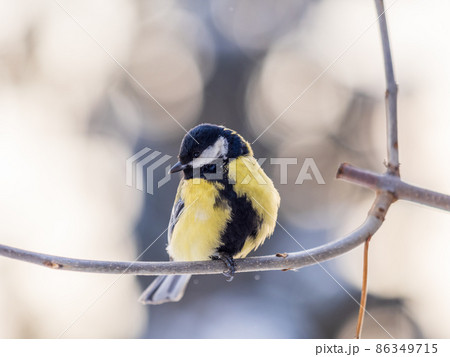 Cute bird Great tit, songbird sitting on a branch without leaves in the autumn or winter. 86349715