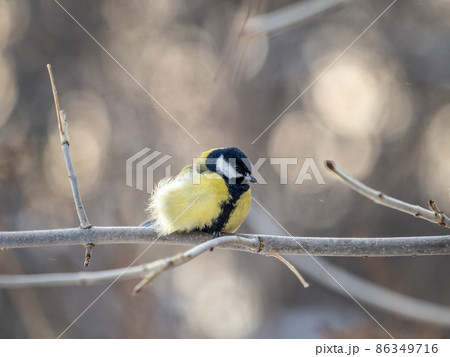 Cute bird Great tit, songbird sitting on a branch without leaves in the autumn or winter. Cute bird Great tit, songbird sitting on a branch without leaves in the autumn or winter. 86349716