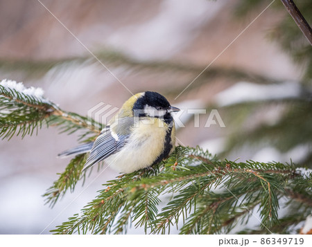 Cute bird Great tit, songbird sitting on the fir branch with snow in winter 86349719