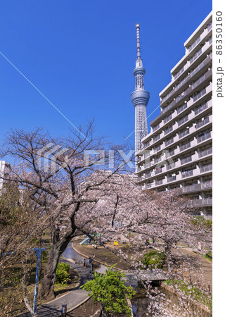 桜咲く大横川親水公園の風景・青空と東京スカイツリー（2021年3月） 86350160