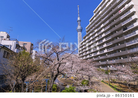 桜咲く大横川親水公園の風景・青空と東京スカイツリー（2021年3月） 86350161