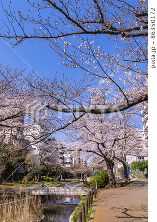 桜咲く大横川親水公園の風景(2021年3月) 桜咲く大横川親水公園の風景(2021年3月) 86350172