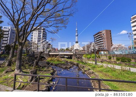 大横川親水公園の風景・法恩寺橋と東京スカイツリー（2021年3月） 86350180