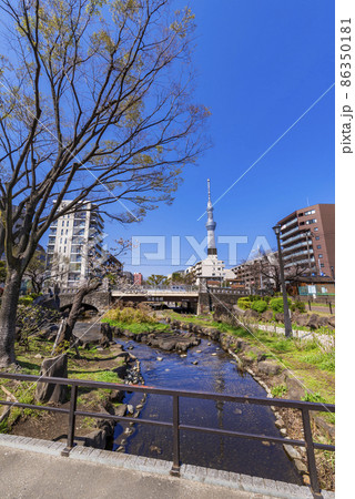 大横川親水公園の風景・法恩寺橋と東京スカイツリー（2021年3月） 86350181