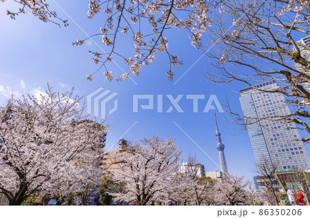 桜咲く錦糸公園・オリナス錦糸町と東京スカイツリー 桜咲く錦糸公園・オリナス錦糸町と東京スカイツリー 86350206