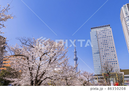 桜咲く錦糸公園・オリナス錦糸町と東京スカイツリー 桜咲く錦糸公園・オリナス錦糸町と東京スカイツリー 86350208